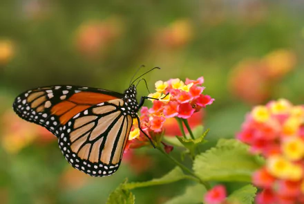 pink flower flower insect monarch butterfly Animal butterfly HD Desktop Wallpaper | Background Image