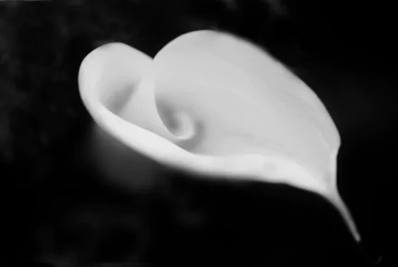 white flower flower nature calla lily HD Desktop Wallpaper | Background Image