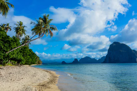 Tropical beach in the Philippines with palm trees, sandy shore, and clear ocean waters under a bright blue sky, captured in stunning 4K Ultra HD resolution.