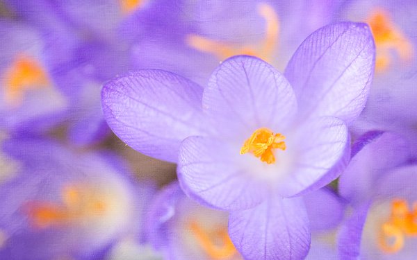 Nature Crocus Flowers Flower Purple Flower HD Wallpaper | Background Image