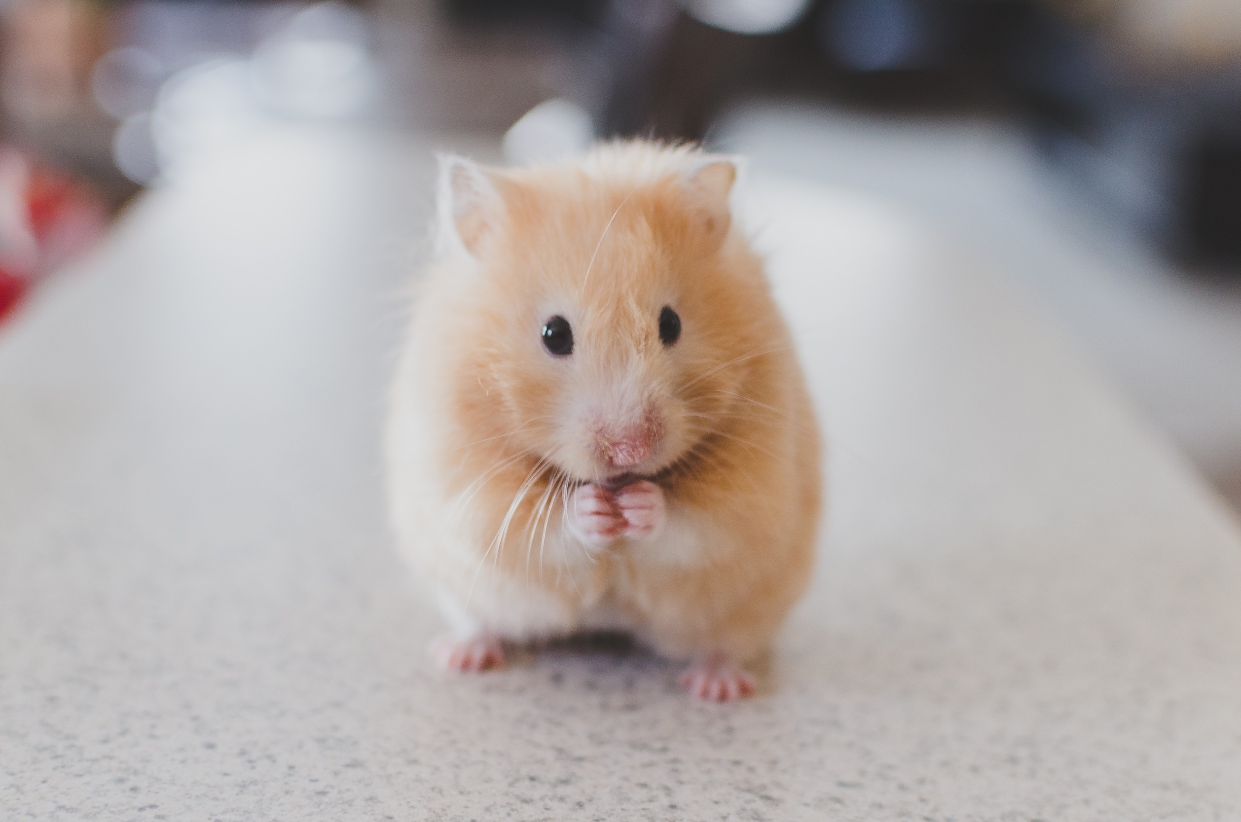 Animal Hamster HD Wallpaper | Background Image