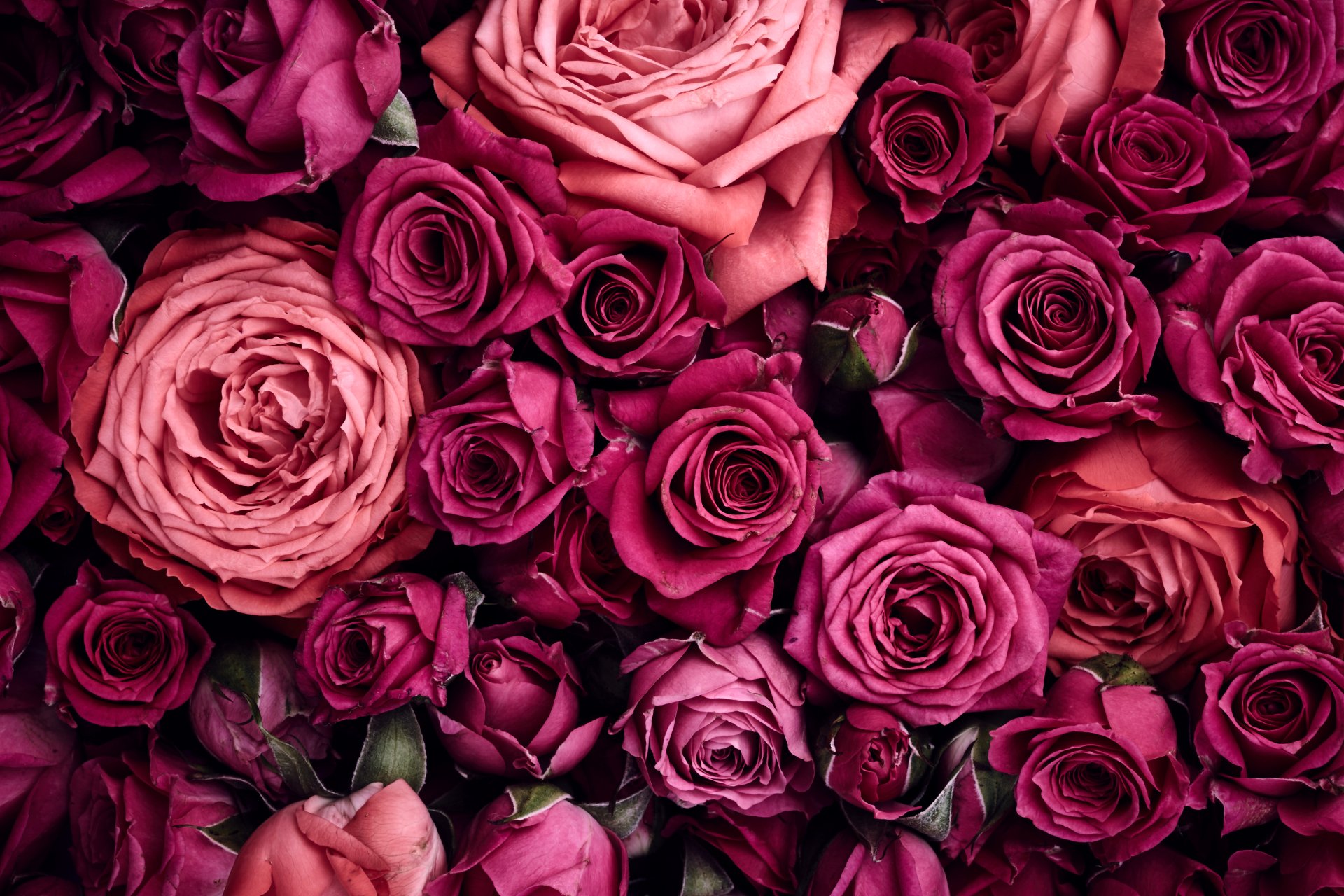 Dark Pink Flower Wallpaper / Download for Samsung Galaxy i9505 | HD