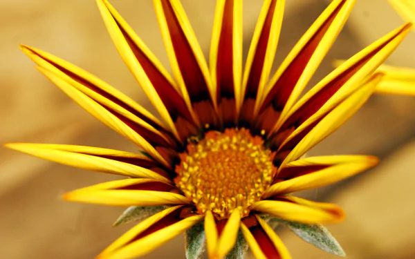 yellow flower close-up flower nature gazania HD Desktop Wallpaper | Background Image