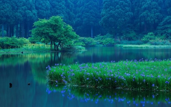 Earth Lake Lakes Forest Flower Reflection Blue Flower HD Wallpaper | Background Image
