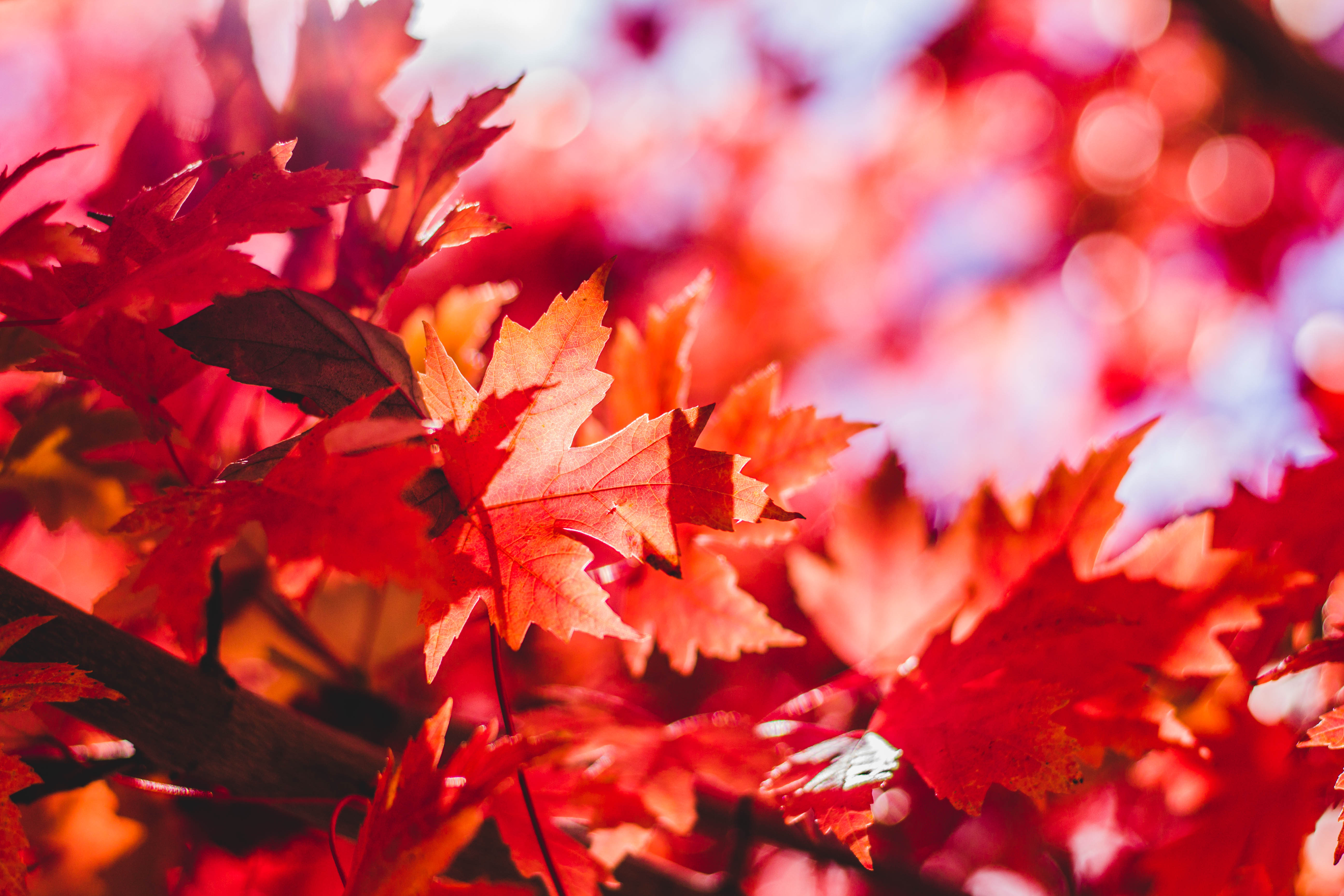 Download Fall Maple Leaf Bokeh Red Nature Leaf 4k Ultra Hd Wallpaper 