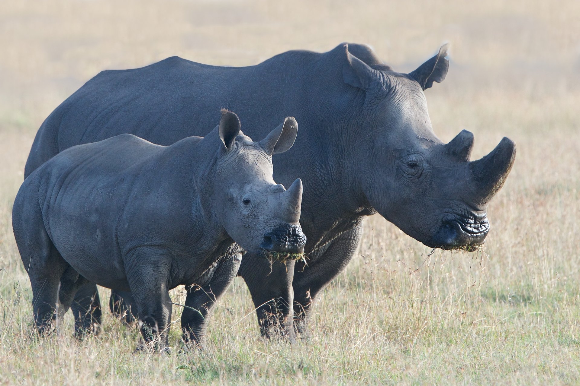 Download Baby Animal Animal Rhino HD Wallpaper by Kitty Kono