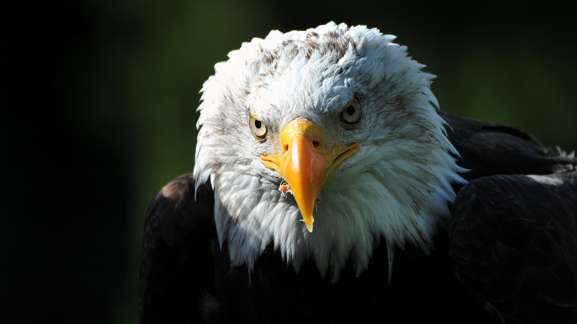 Bald Eagle HD Wallpaper