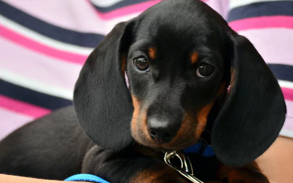 Close-up of a black and tan dachshund puppy against a striped background, captured in sharp 4K Ultra HD quality for a PC desktop wallpaper.