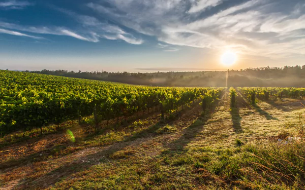 sunbeam sun sky landscape man made vineyard HD Desktop Wallpaper | Background Image