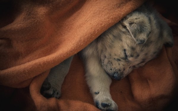 Animal Puppy Dogs Dog Sleeping HD Wallpaper | Background Image