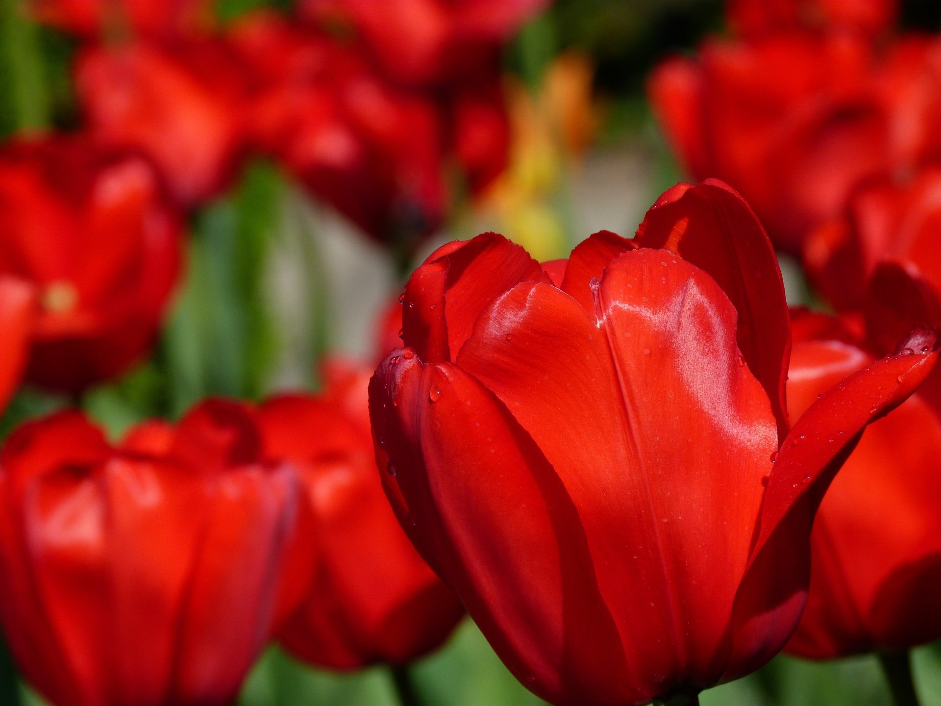 Download Red Flower Close-up Flower Nature Tulip 4k Ultra HD Wallpaper ...
