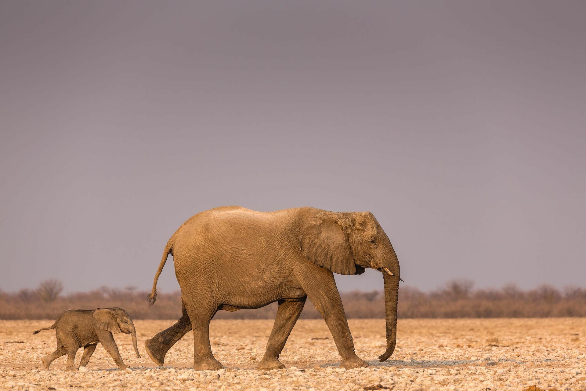 HD desktop wallpaper showing an African bush elephant mother walking with her baby across a dry, open landscape under a muted sky.