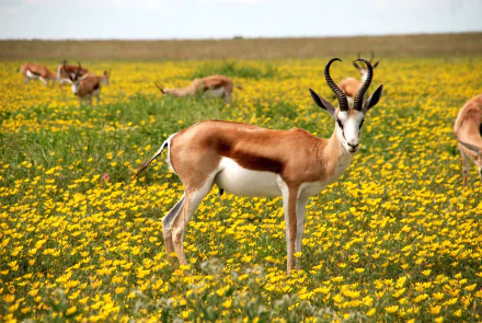  Antelope in Flower Field