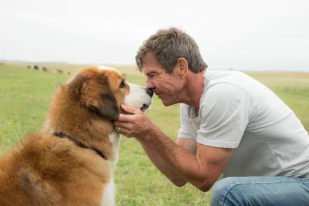 4K Ultra HD PC wallpaper from the movie A Dog's Purpose: a man presses his forehead to a large dog's nose in a grassy field.