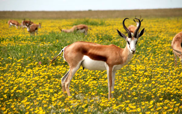  Antelope in Flower Field