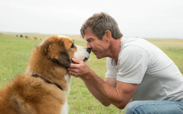 4K Ultra HD PC wallpaper from the movie A Dog's Purpose: a man presses his forehead to a large dog's nose in a grassy field.