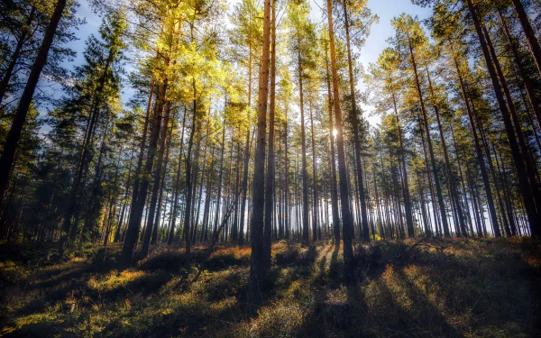 sunny tree nature forest HD Desktop Wallpaper | Background Image