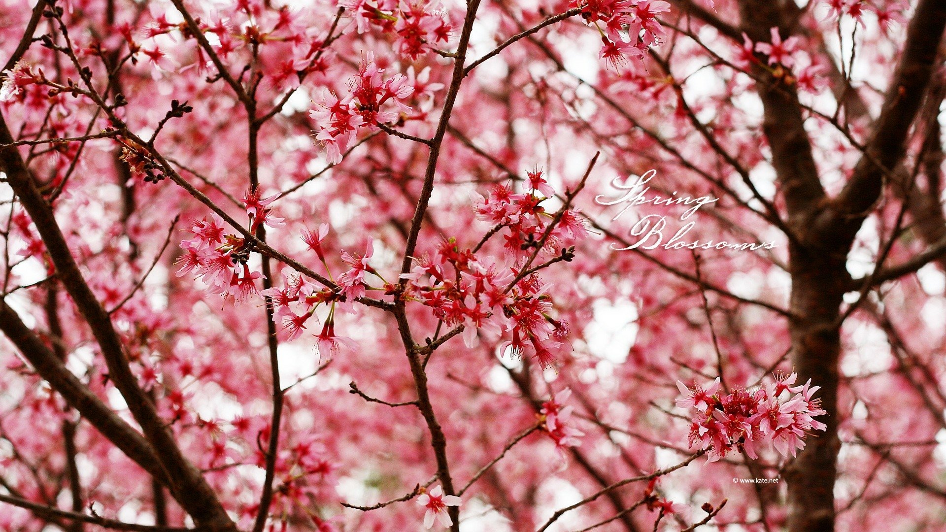 Download Pink Flower Branch Spring Nature Blossom Flower HD Wallpaper ...