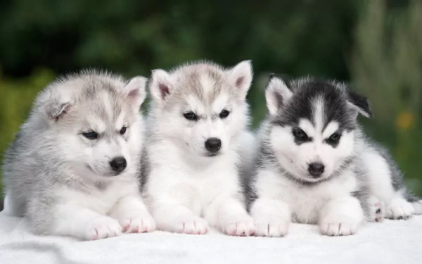 Three adorable husky puppies sit side by side, showcasing their fluffy fur and expressive faces against a soft, natural background. A charming HD wallpaper for animal lovers.
