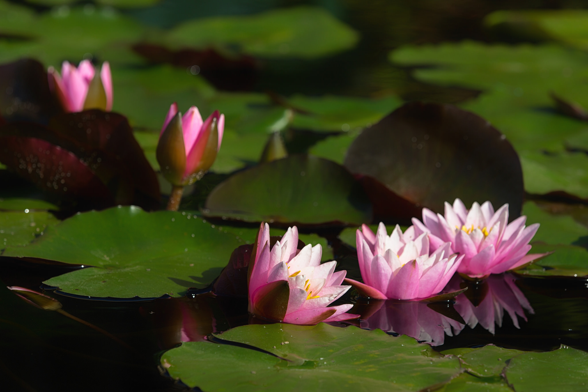 Nature Water Lily HD Wallpaper by Ben-ah