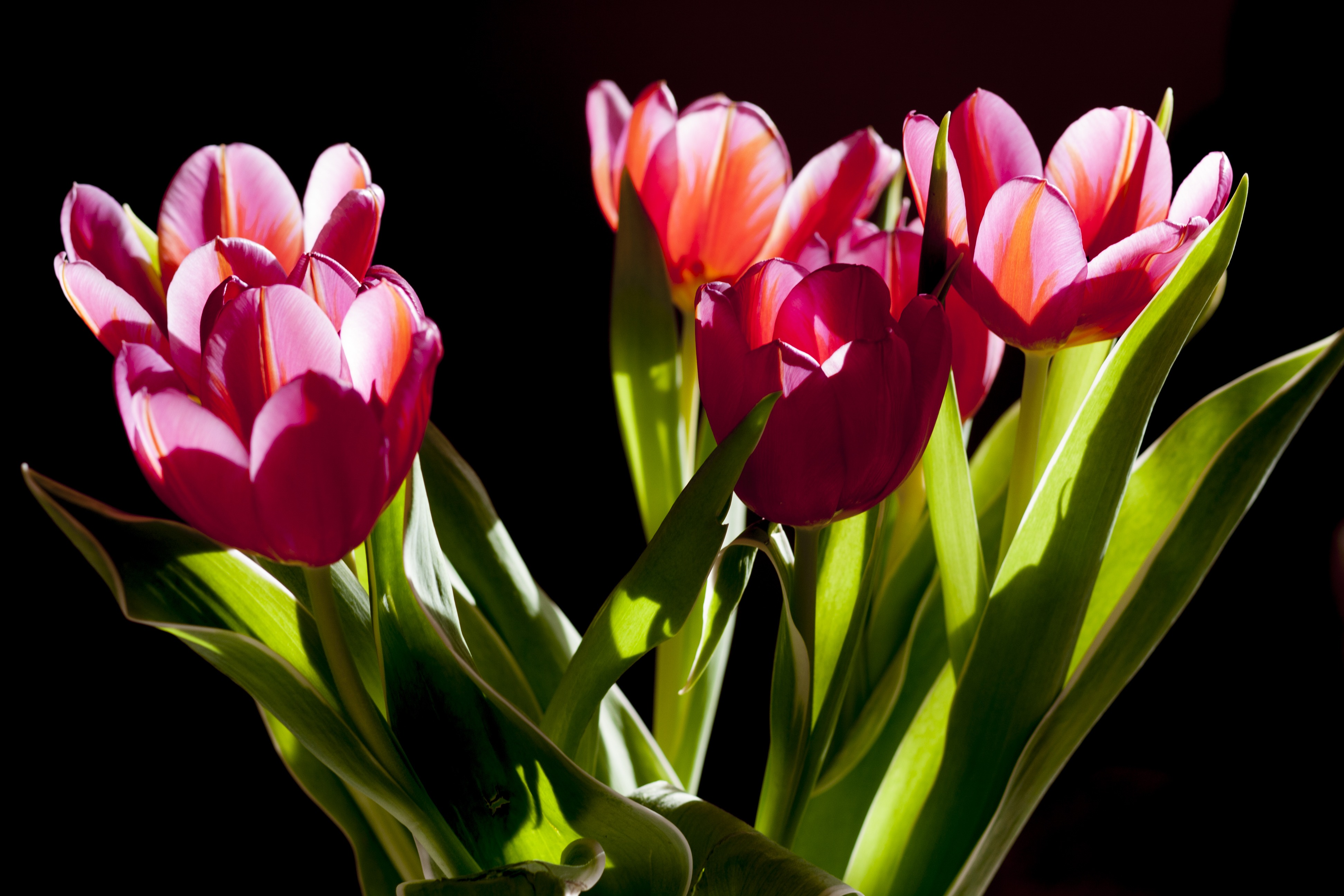 Download Pink Flower Flower Nature Tulip 4k Ultra HD Wallpaper