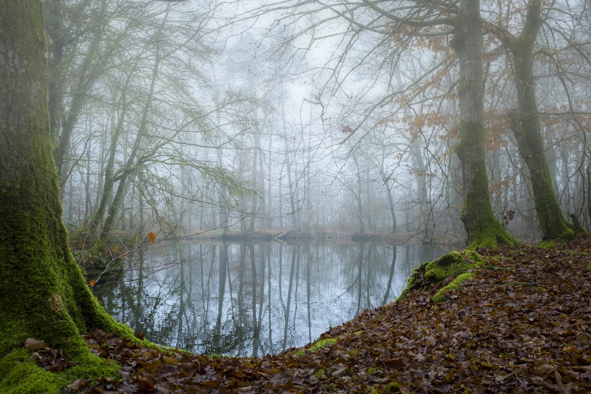 Misty Autumn Forest Reflection - 4K Ultra HD Nature Wallpaper by Serkan ...