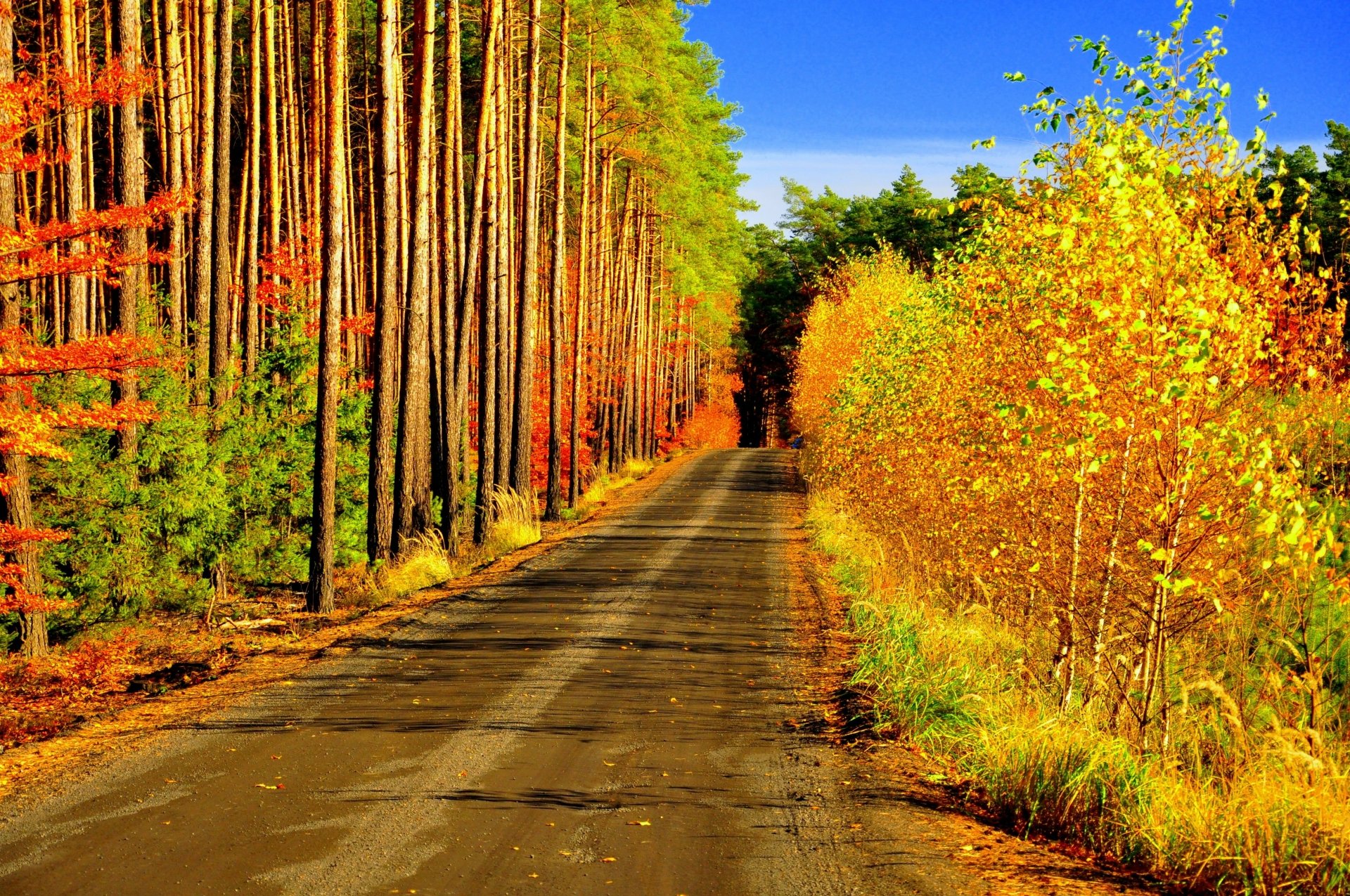 4K Ultra HD Autumn Road — Man-Made Path Through Golden Forest