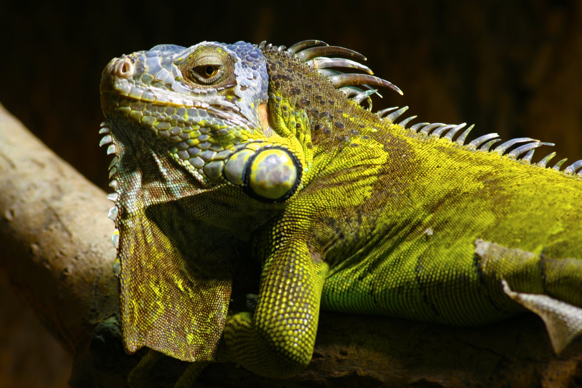 Download Reptile Animal Iguana 4k Ultra HD Wallpaper