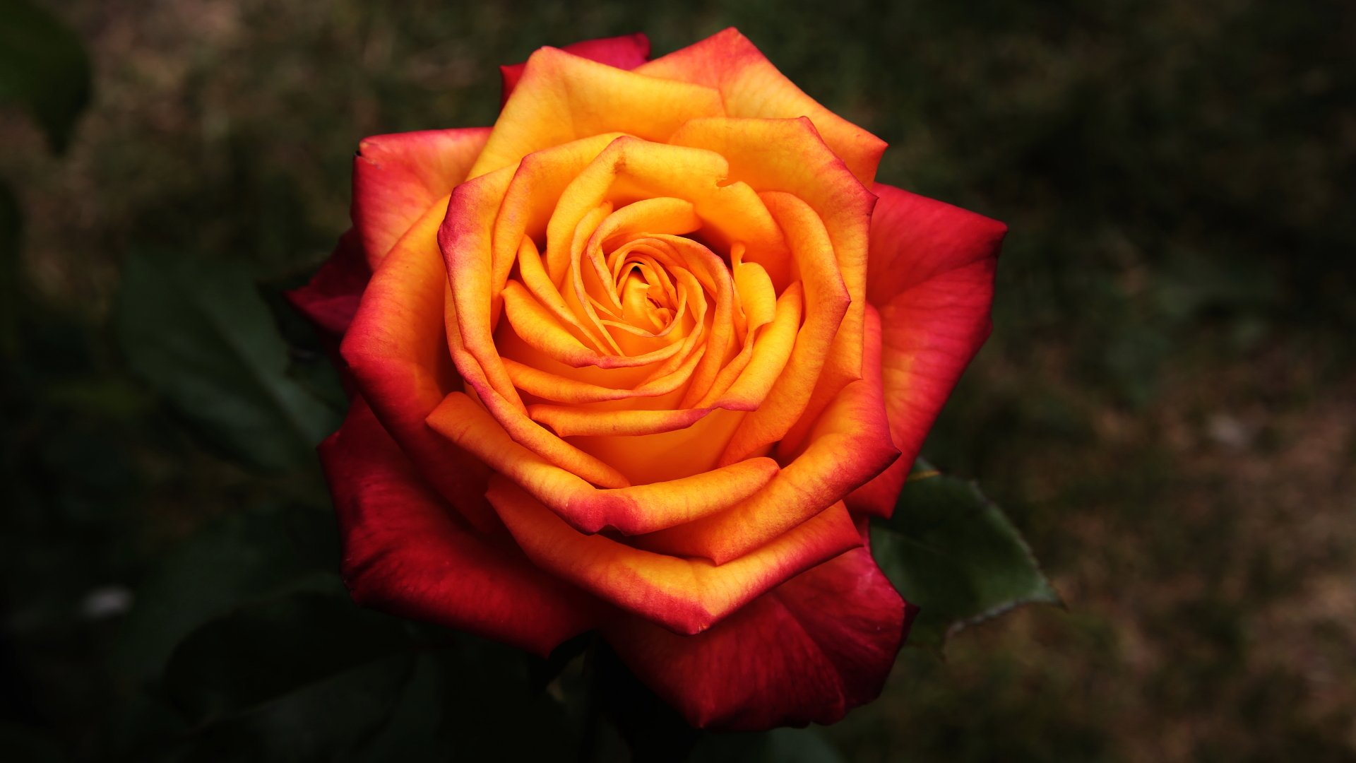 Red Rose With Gold Background