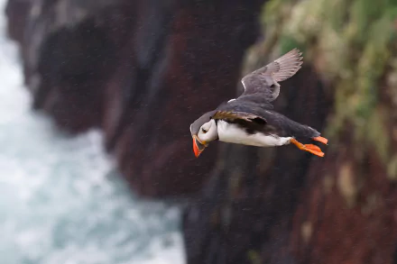 HD PC desktop wallpaper: puffin (bird, animal) in midflight with bright orange beak and feet, wings out over rugged sea cliffs and churning water.