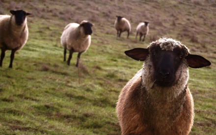 politics Animal sheep HD Desktop Wallpaper | Background Image