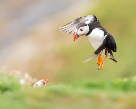 HD PC desktop wallpaper showing a puffin bird landing over grass with a softly blurred green background — vivid animal portrait.