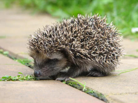 HD PC desktop wallpaper background of a hedgehog (animal) curled on a stone path with small blades of grass nearby