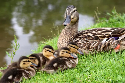 HD PC desktop wallpaper: mallard mother duck with six fluffy yellow-and-brown ducklings on a grassy pond bank.