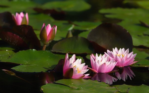 Earth Water Lily Flowers Flower Nature Pink Flower Leaf Water HD Wallpaper | Background Image
