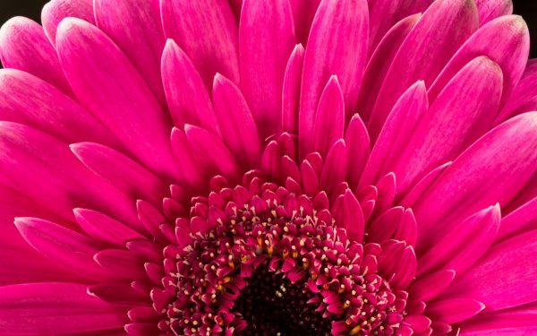 Earth Gerbera Flowers Macro Flower Pink Flower HD Wallpaper | Background Image