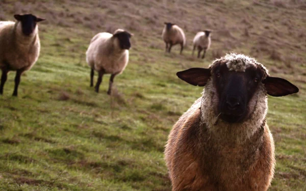 politics Animal sheep HD Desktop Wallpaper | Background Image