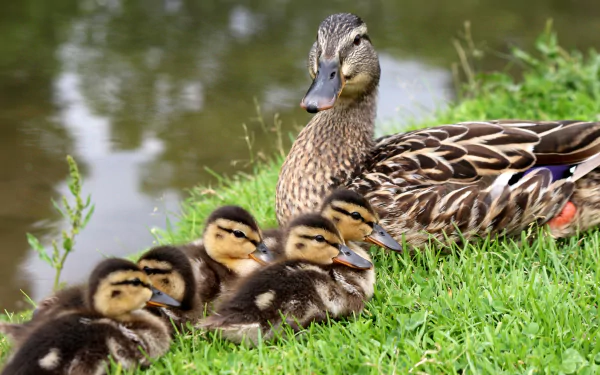 HD PC desktop wallpaper: mallard mother duck with six fluffy yellow-and-brown ducklings on a grassy pond bank.