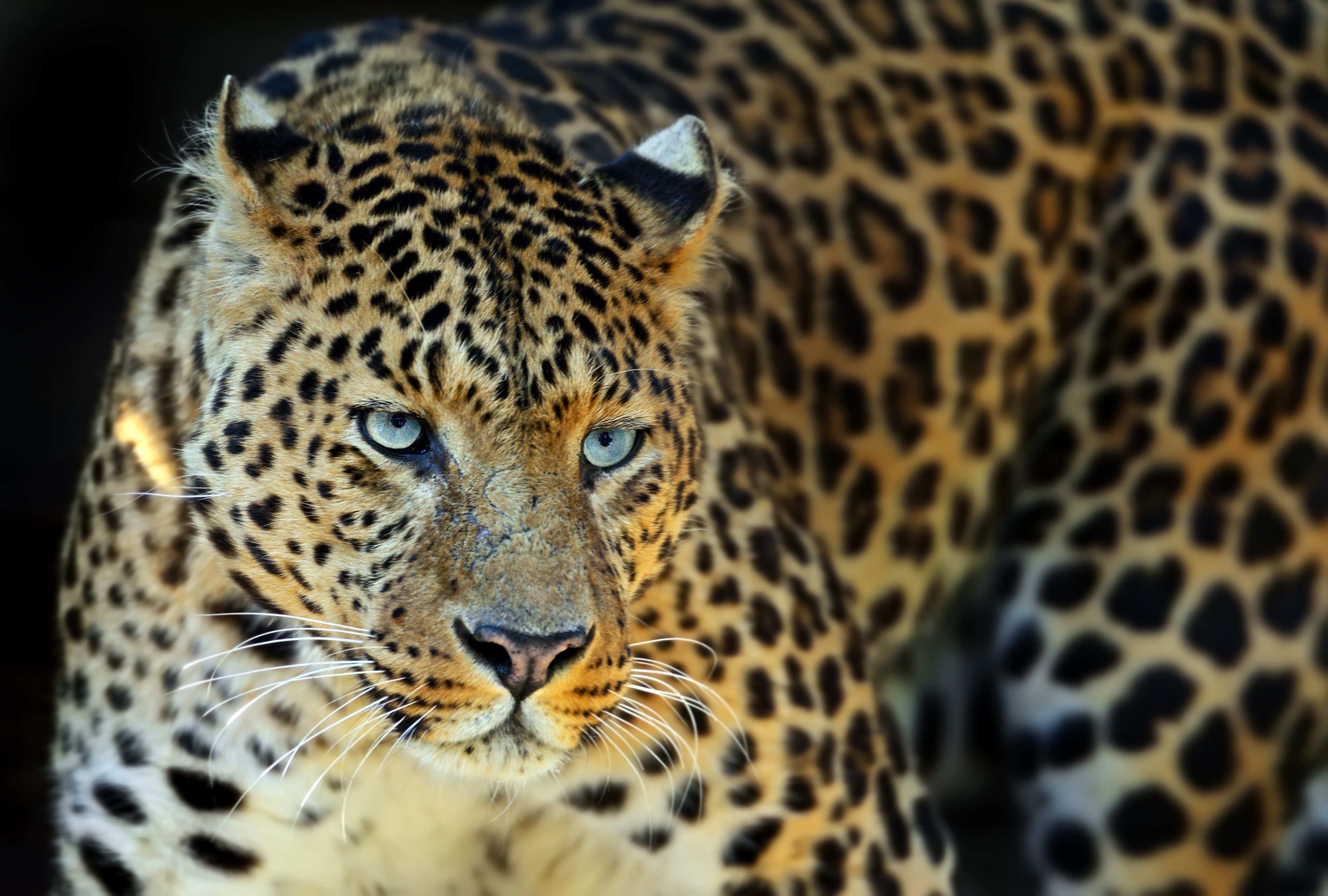 Download Muzzle Animal Leopard HD Wallpaper