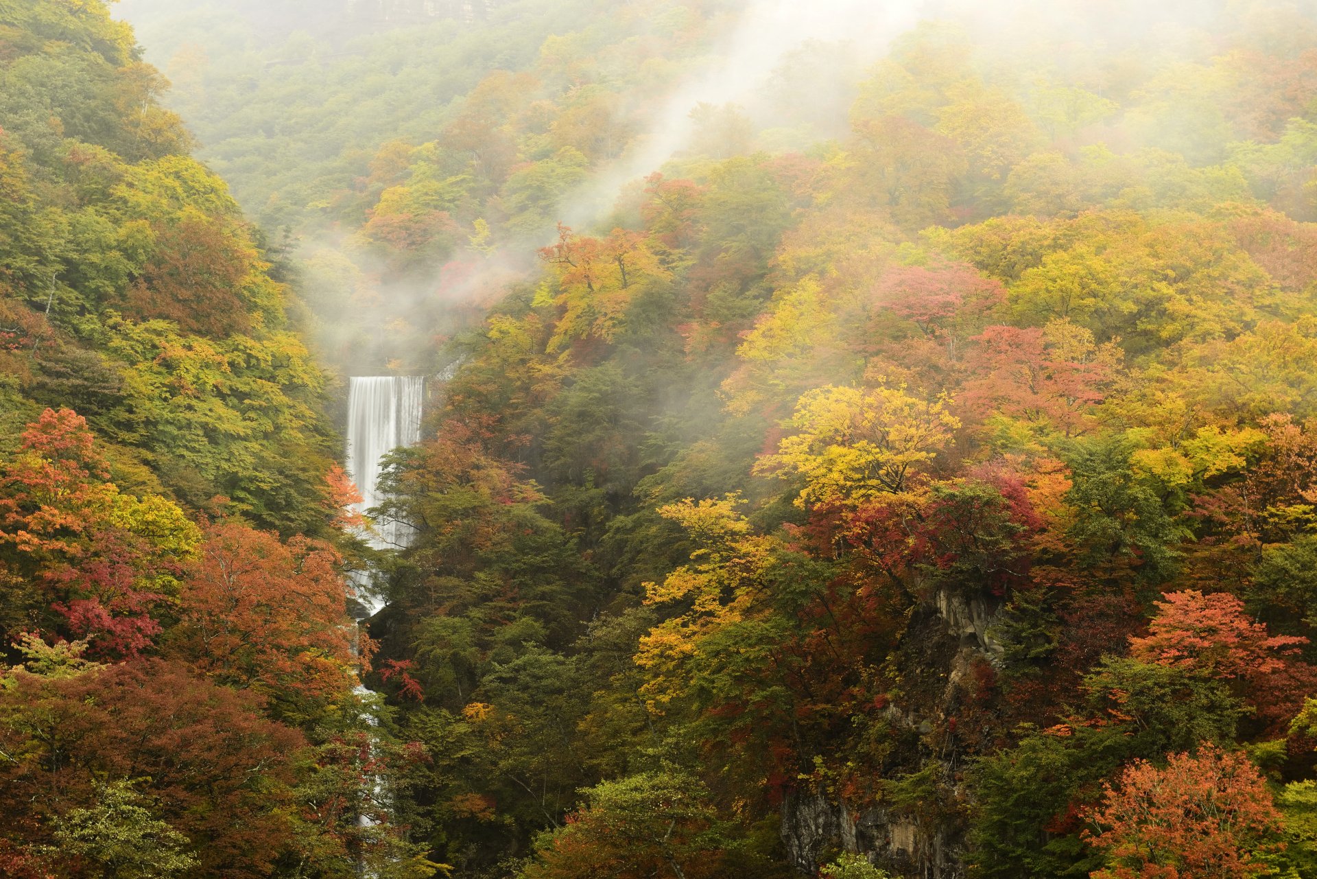 Download Fall Tree Fog Forest Nature Waterfall 4k Ultra HD Wallpaper ...