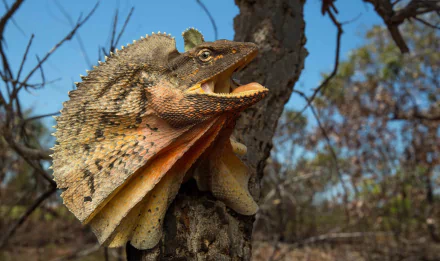 HD PC desktop background of a frilled-neck lizard (Animal) clinging to a tree with mouth open and its frill expanded in a dry woodland setting.