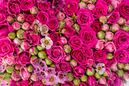  Pink Roses and Rosebuds
