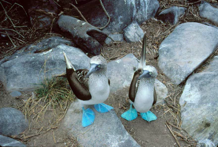  Blue-Footed Boobys