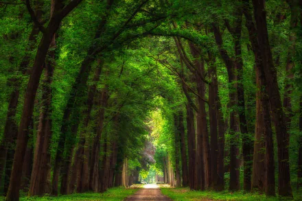 dirt road tree-lined tree nature man made road HD Desktop Wallpaper | Background Image