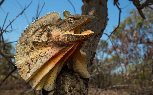 HD PC desktop background of a frilled-neck lizard (Animal) clinging to a tree with mouth open and its frill expanded in a dry woodland setting.