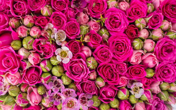  Pink Roses and Rosebuds
