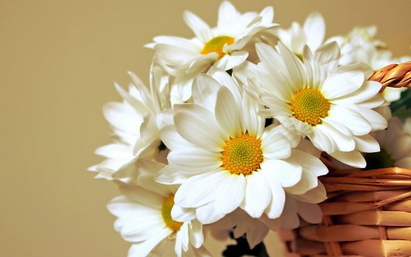 Man Made Flower Daisy White Flower Basket HD Wallpaper | Background Image
