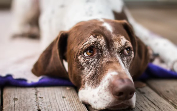 hound resting muzzle Animal dog HD Desktop Wallpaper | Background Image