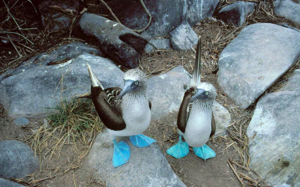  Blue-Footed Boobys