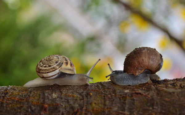 Animal snail HD Desktop Wallpaper | Background Image